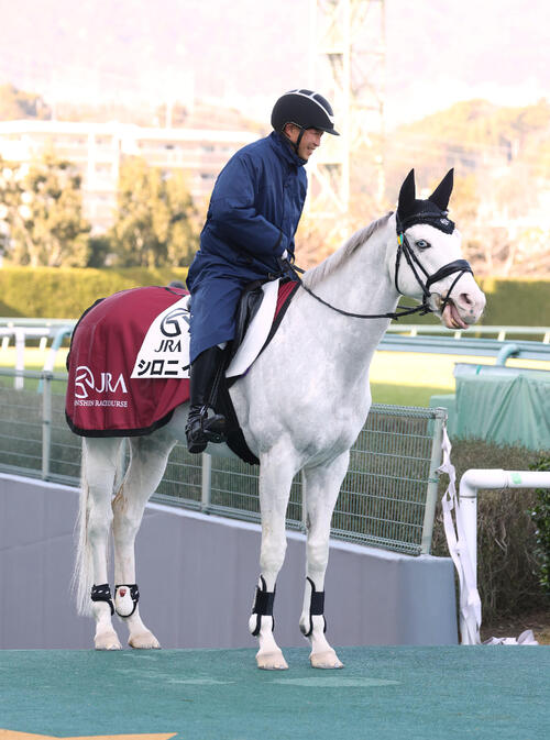 誘導馬になったシロニイ(2023年12月撮影)