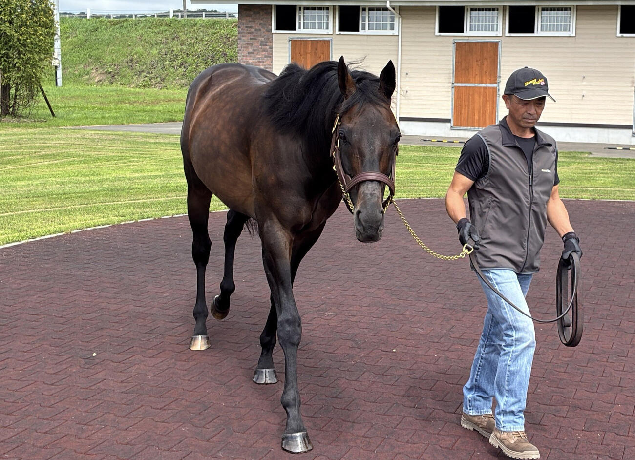 2冠馬の父となったワールドプレミア（撮影・太田尚樹）