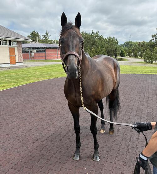 2冠馬の父となったワールドプレミア(撮影・太田尚樹)