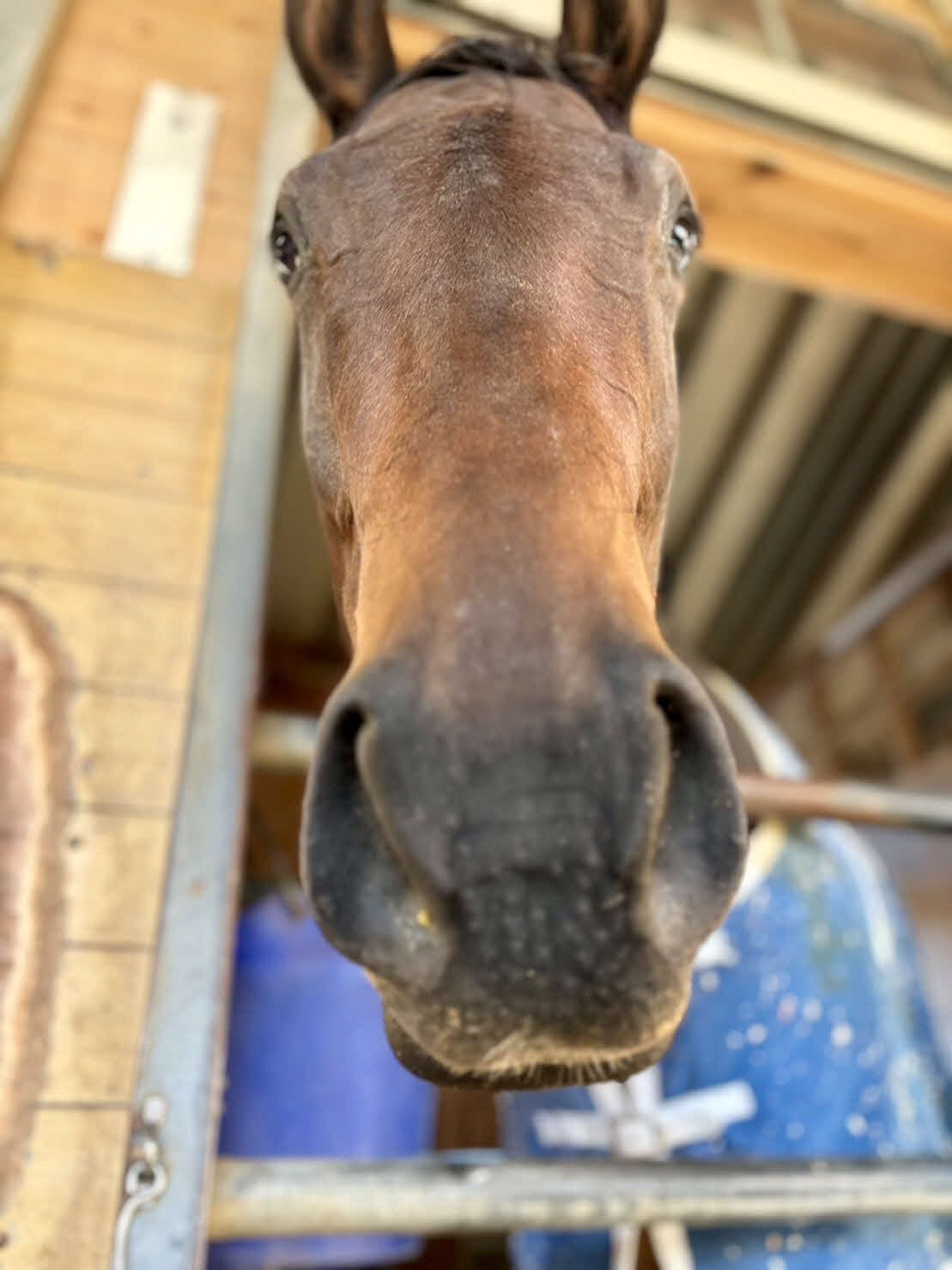 先週、新馬戦を勝ったマリーアムールです！（本人提供）