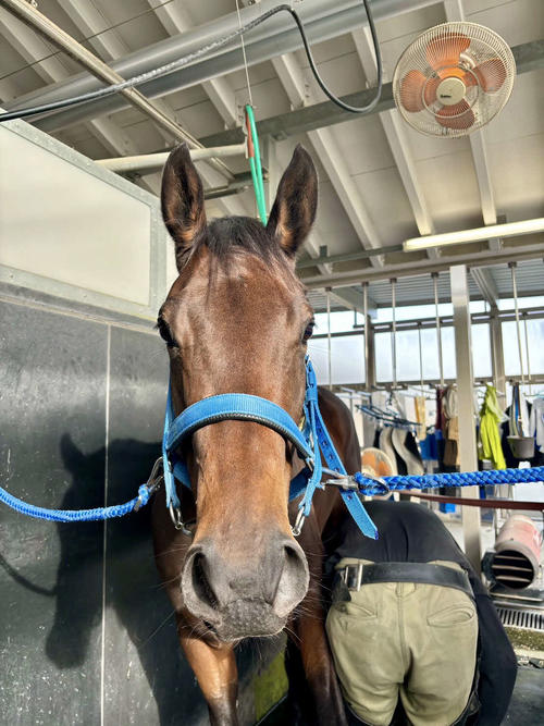 先週、新馬戦を勝ったマリーアムールです！（本人提供）