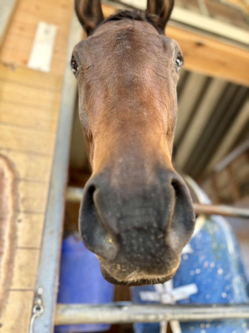 先週、新馬戦を勝ったマリーアムールです！（本人提供）