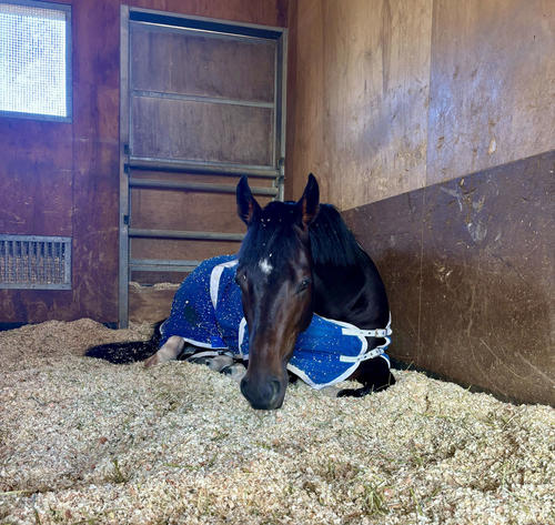 日曜は阪神で2鞍に騎乗します。応援よろしくお願いします！