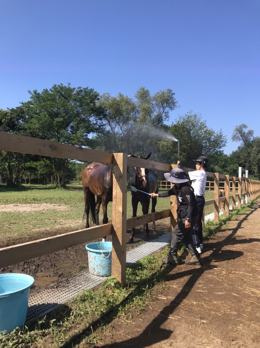水浴びをさせながらアブ退治中（角居氏提供）