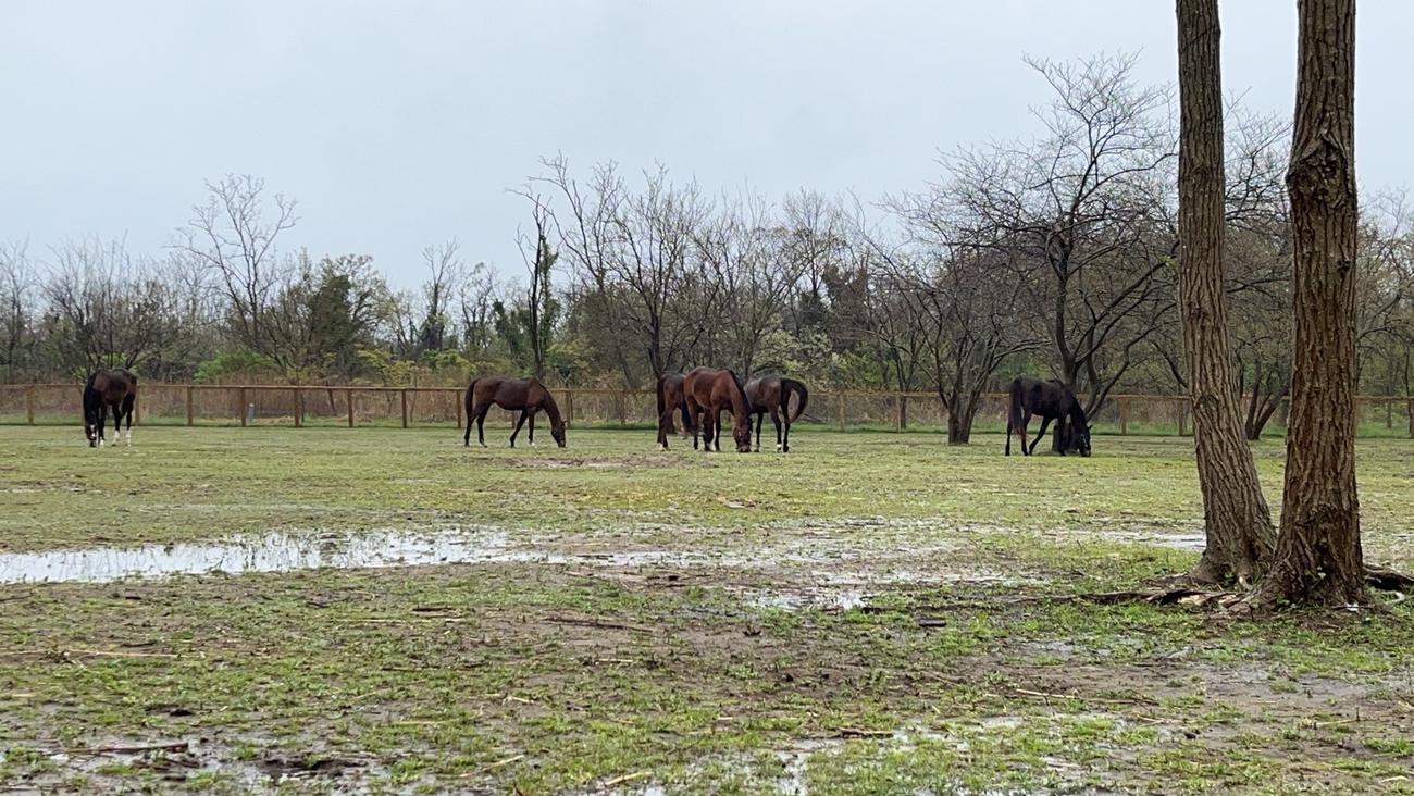 珠洲ホースパークでのんびり過ごす馬たち（角居氏提供）