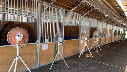 珠洲ホースパークの厩舎の様子（角居氏提供）