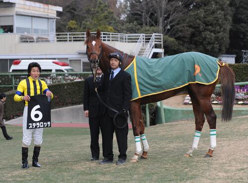 2013年1月、中山競馬10R、初富士Sを快勝したステラロッサと柴田善臣騎手