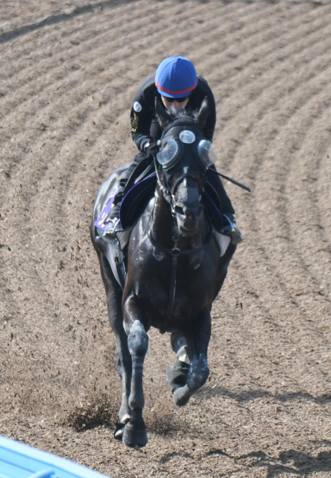 池添謙一騎手を背に追い切られたソングライン（6月1日撮影）