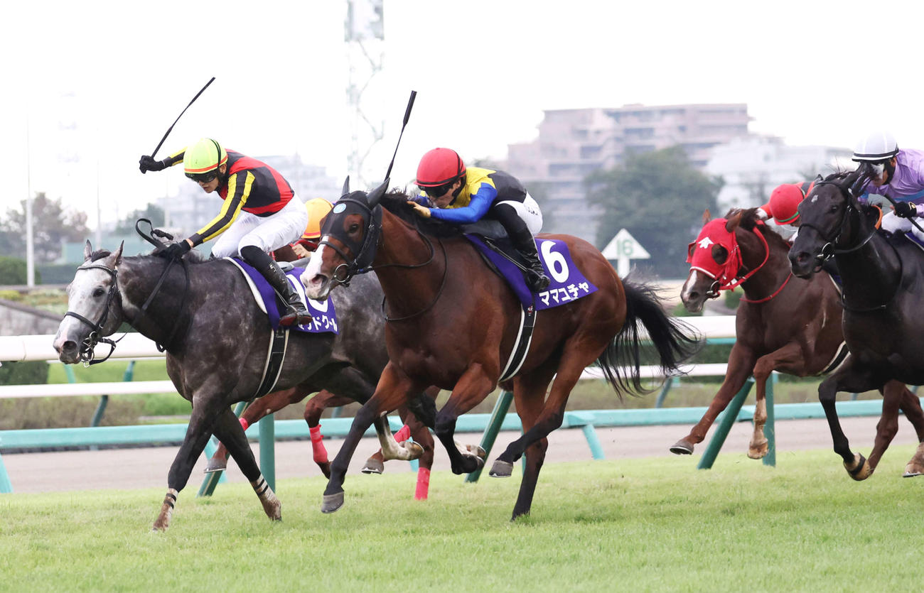 スプリンターズSを制したママコチャ（左から2頭目）と川田将雅騎手（撮影・鈴木正人）