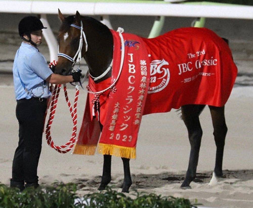 JBCクラシックを制した推し馬のキングズソードです！