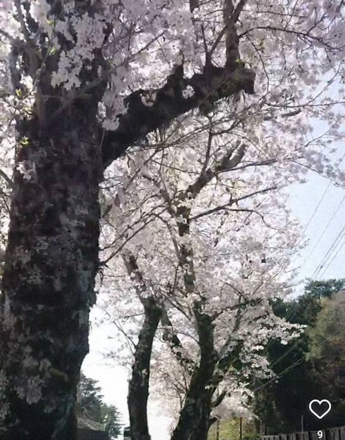 毎年必ず見に行く栗東トレセンの桜