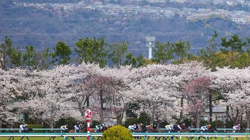 桜花賞の時期に咲き誇る阪神競馬場の桜も見事です
