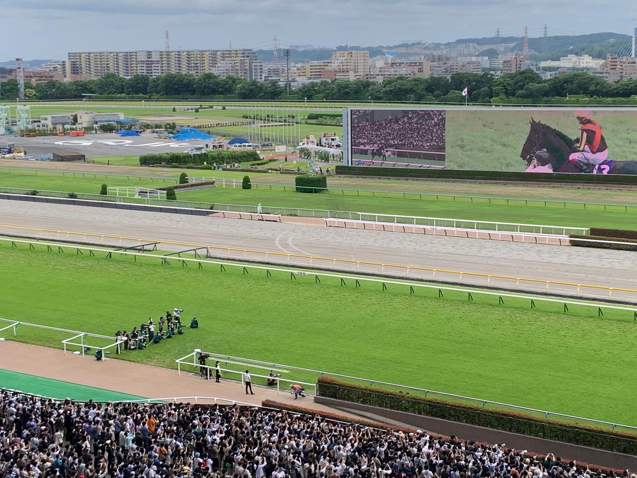 安田記念もダービーと同じ席で観戦となりました