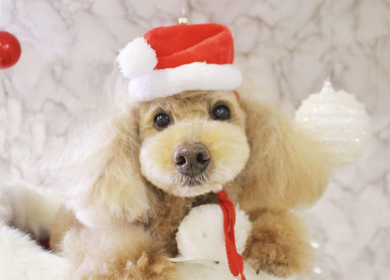 クリスマスらしい写真(その1)
