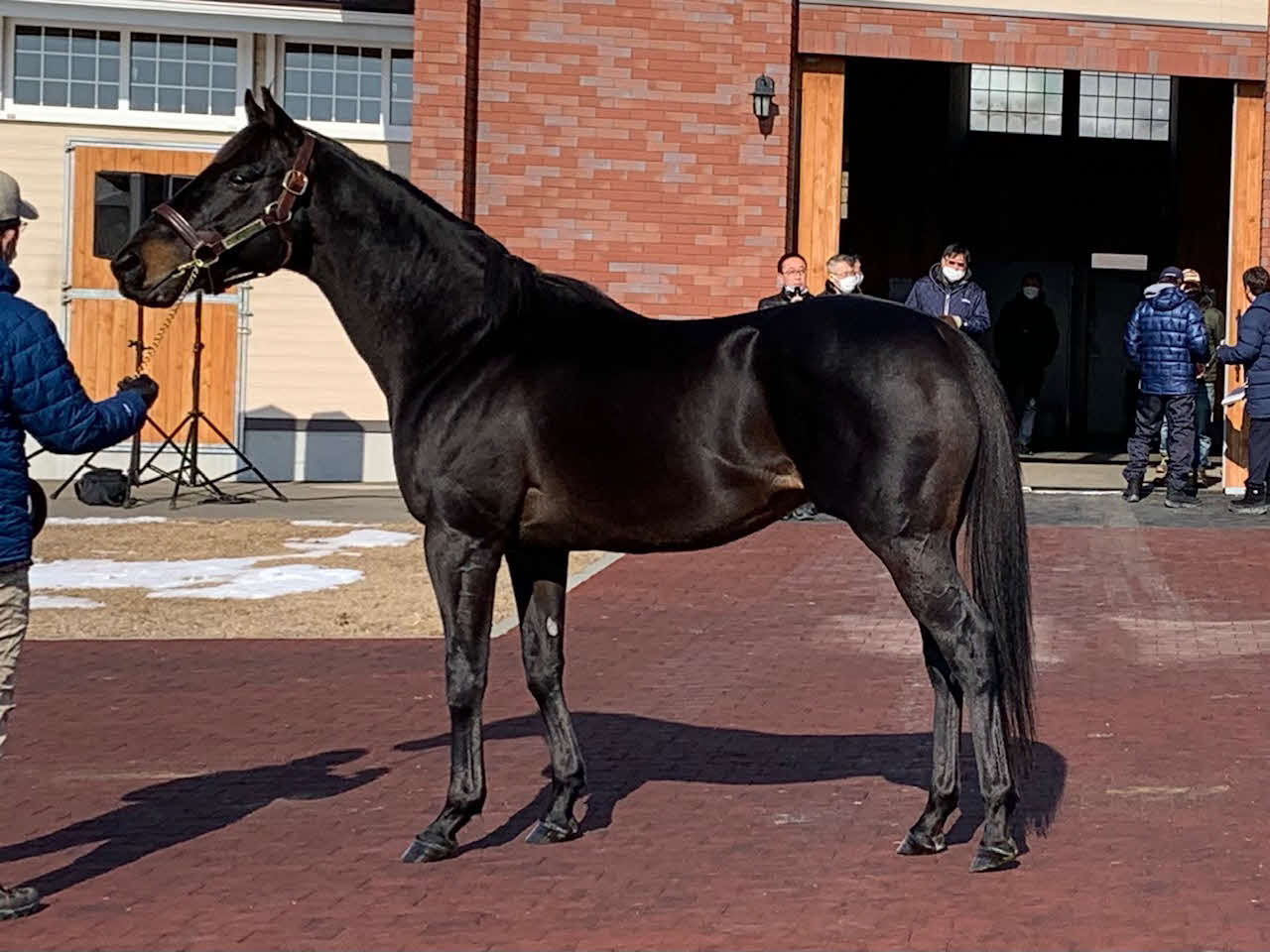 新種牡馬の目玉、チュウワウィザード