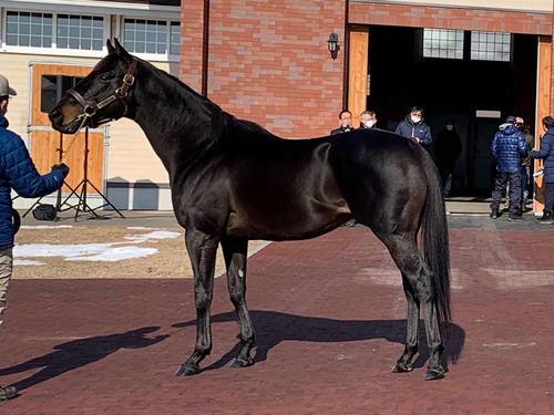 新種牡馬の目玉、チュウワウィザード