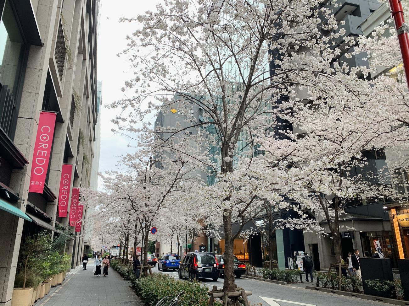 東京・日本橋でも桜が満開に