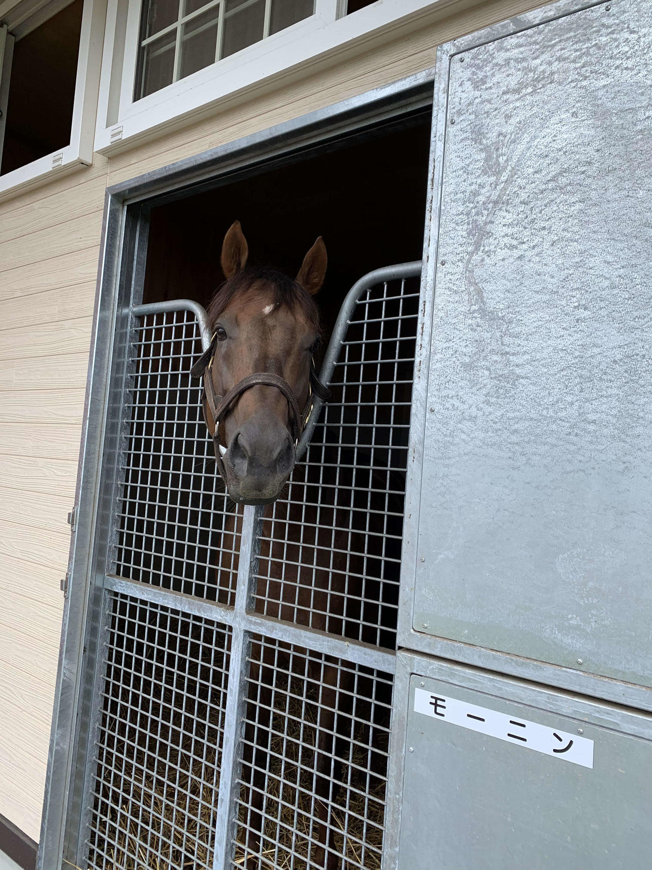 地方競馬で成績抜群のモーニン。朝に強い？