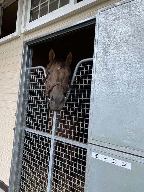 地方競馬で成績抜群のモーニン。朝に強い？