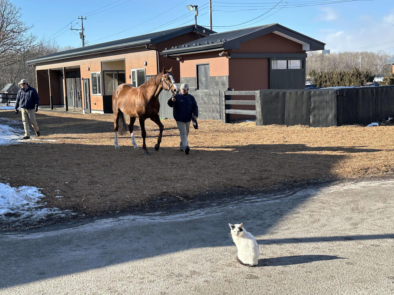 我が輩は猫である！