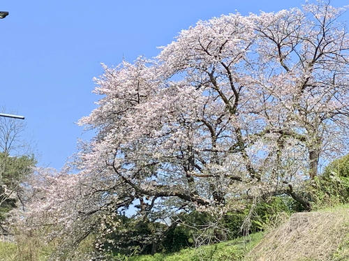 大阪も東京も桜の季節ですね