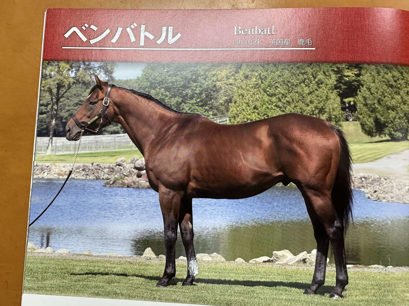 英1000ギニー馬の兄は日本に！