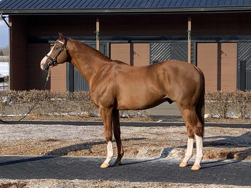 13年トラヴァーズSの勝ち馬ウィルテイクチャージ。いまは日本のダーレーに(写真・TIS)