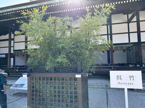 今年もいよいよ、く・れ・た・け（笑）