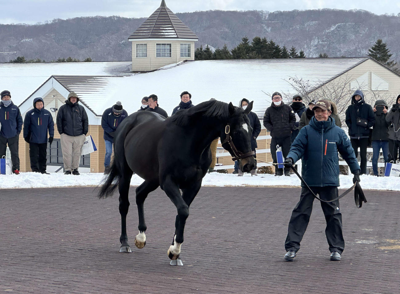 北海道では種牡馬展示会が開催中