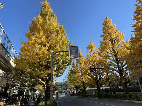 色づく街角