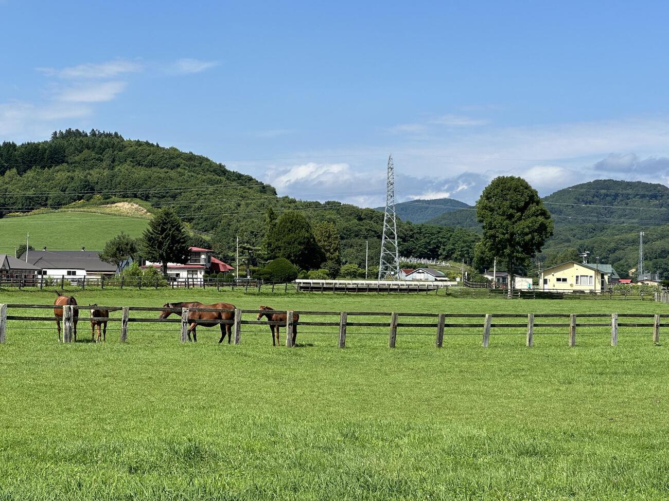 夏競馬、始まりました。