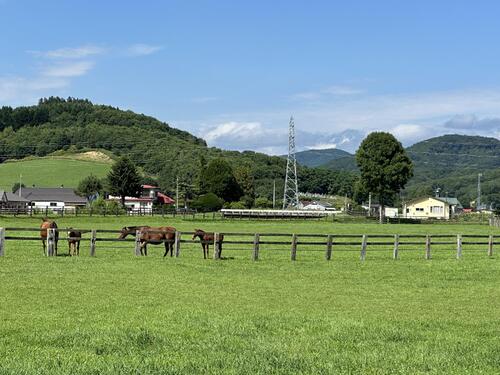 夏競馬、始まりました。