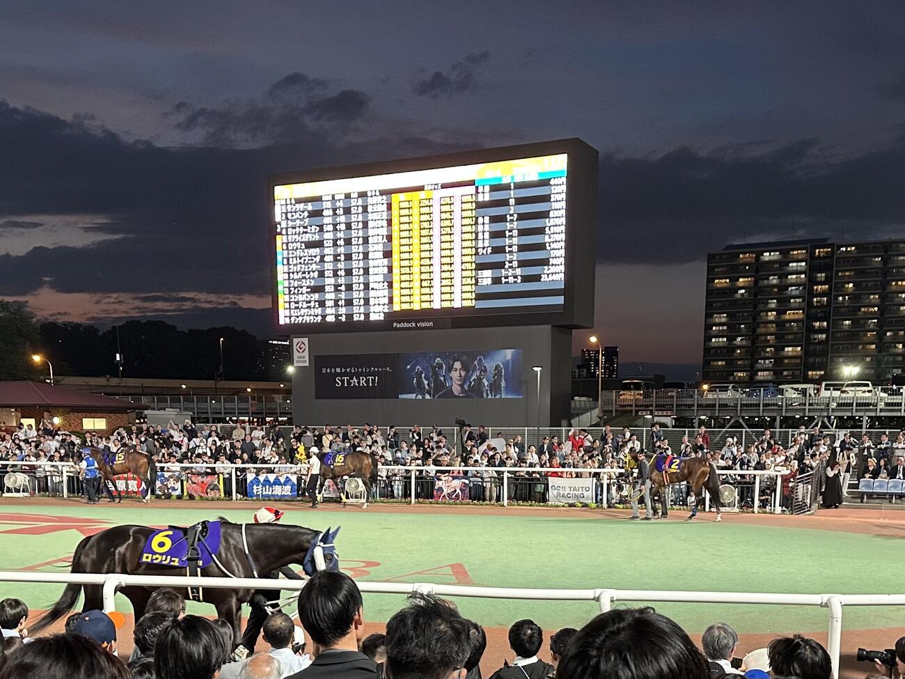 東京ダービーのパドックにて