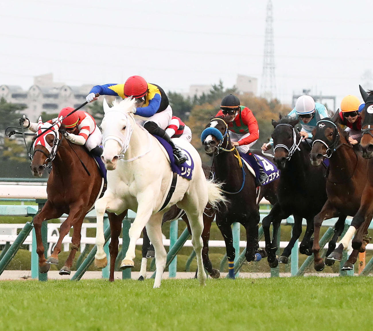 阪神JFを制し白毛馬初のG1馬に輝いたソダシ（左から2頭目）（撮影・白石智彦）