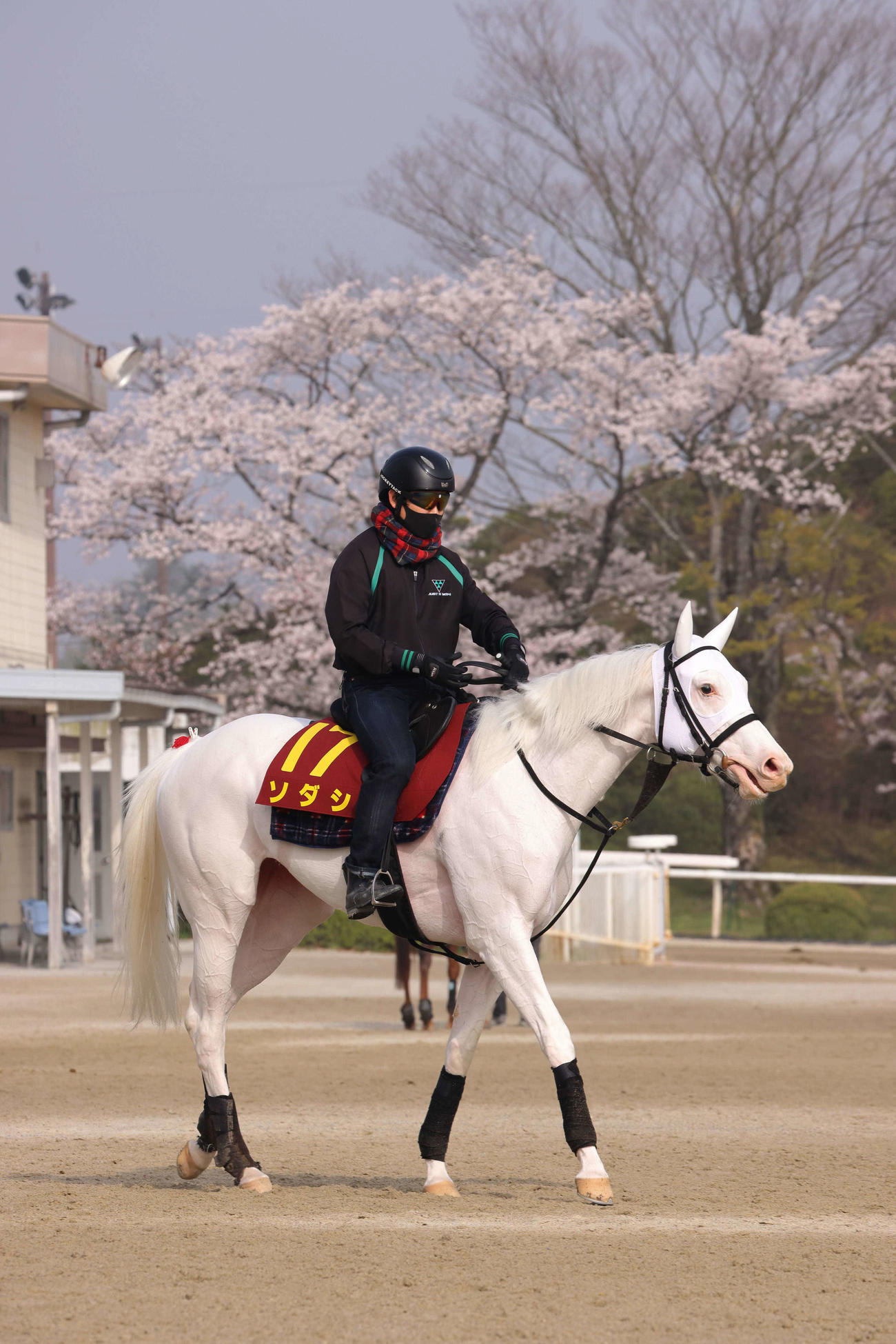 満開の桜をバックに、悠然と引き揚げるソダシ（2021年3月30日撮影）