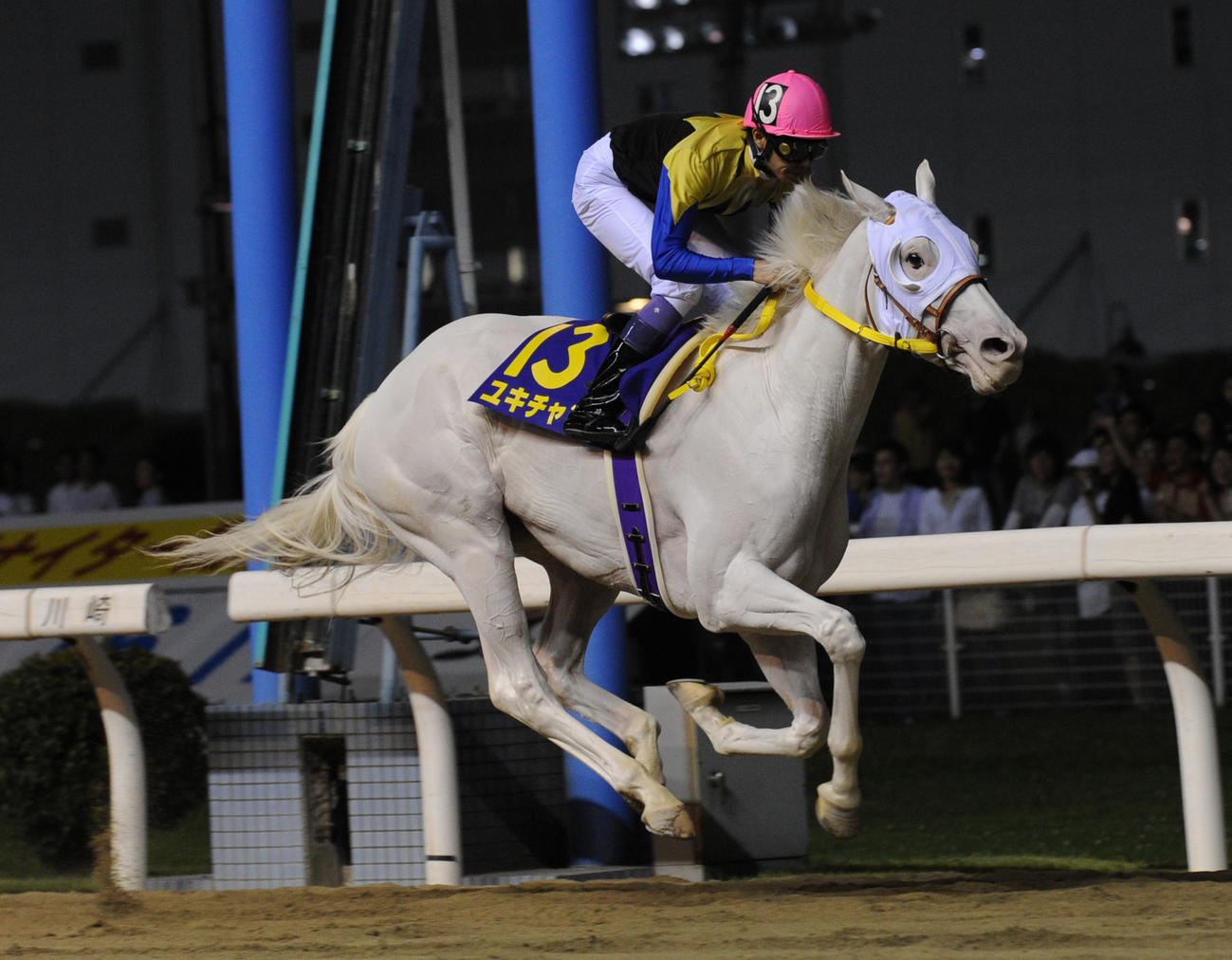 ユキチャン（2008年6月18日撮影）