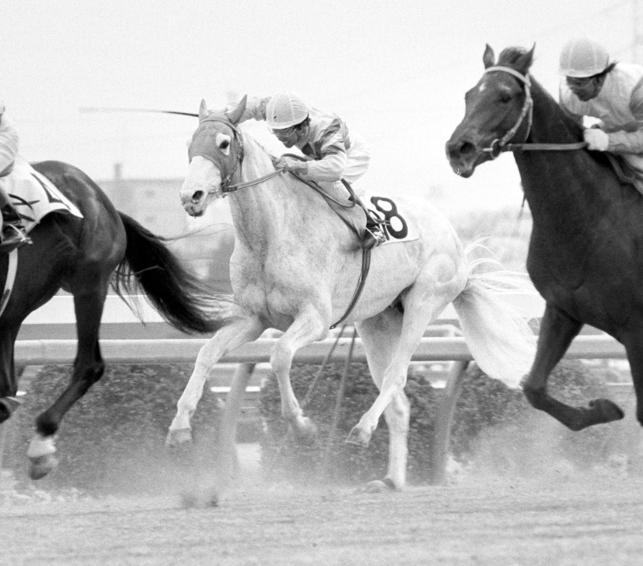 ハクタイユー（1982年2月28日撮影）