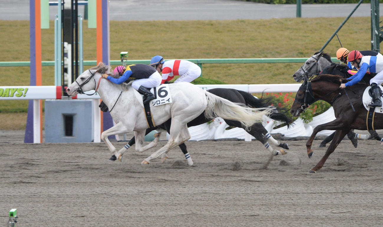 シロニイ（2017年11月19日撮影）