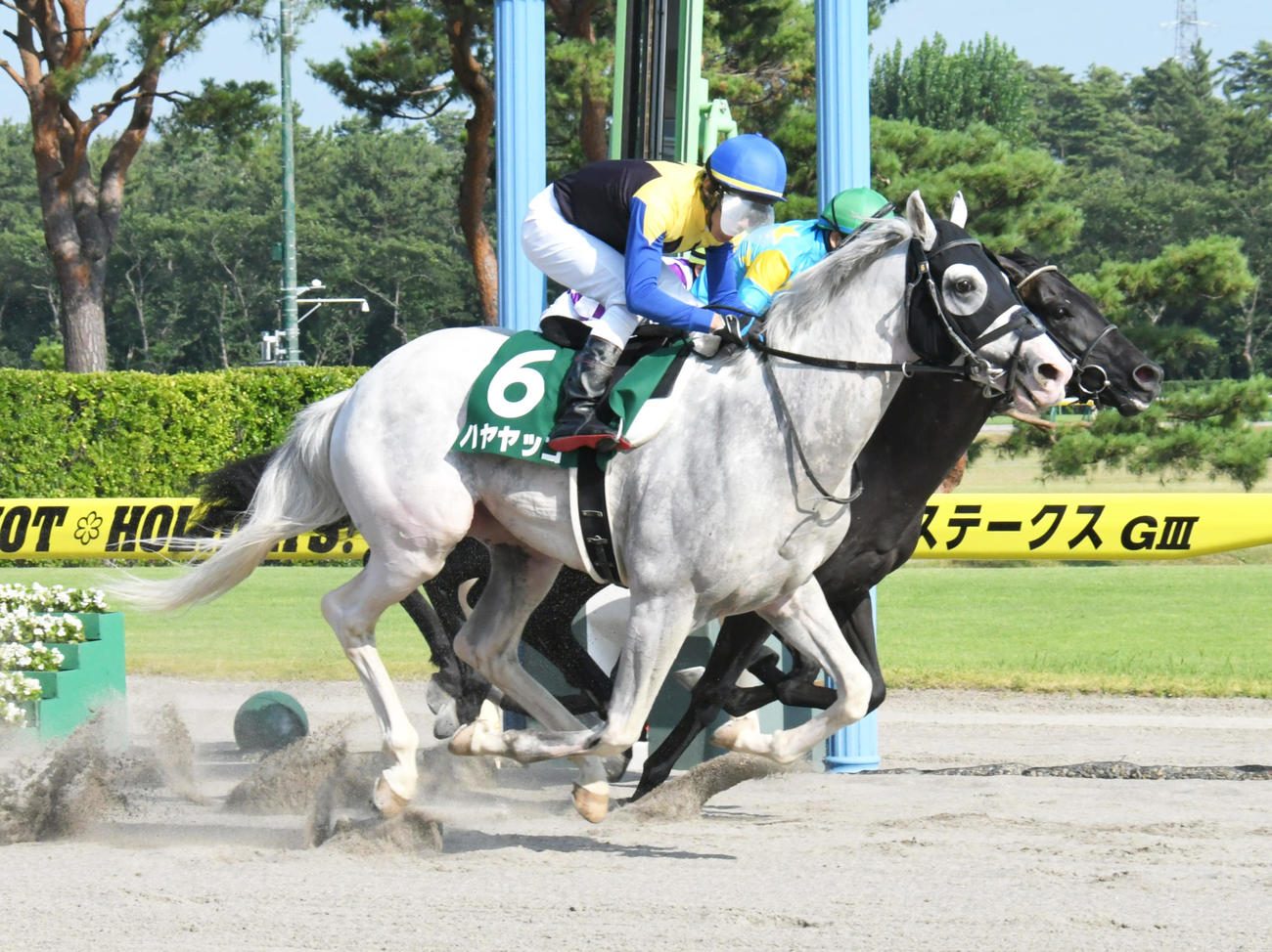 ハヤヤッコ（2019年8月4日撮影）