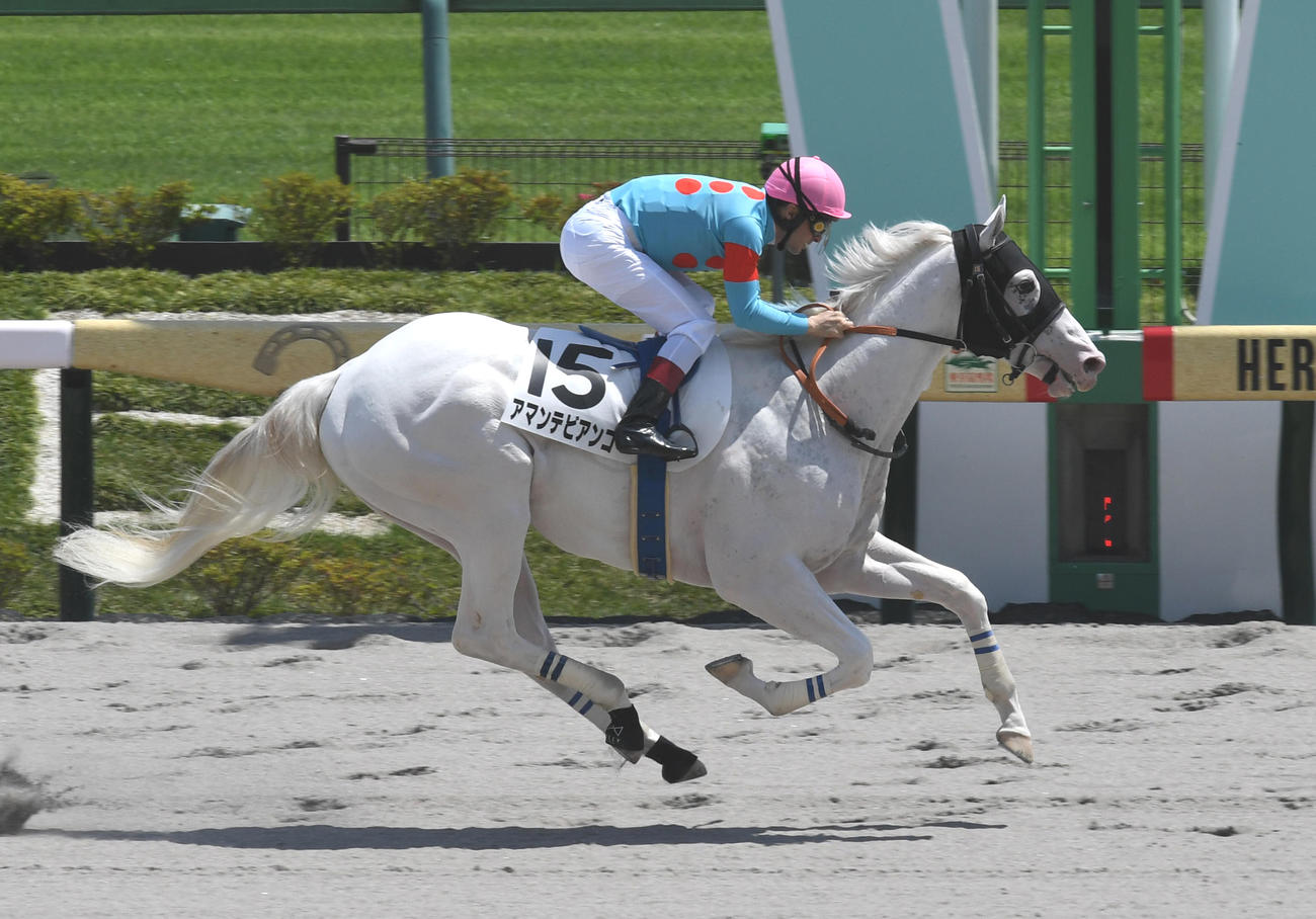 アマンテビアンコ（2023年6月17日撮影）