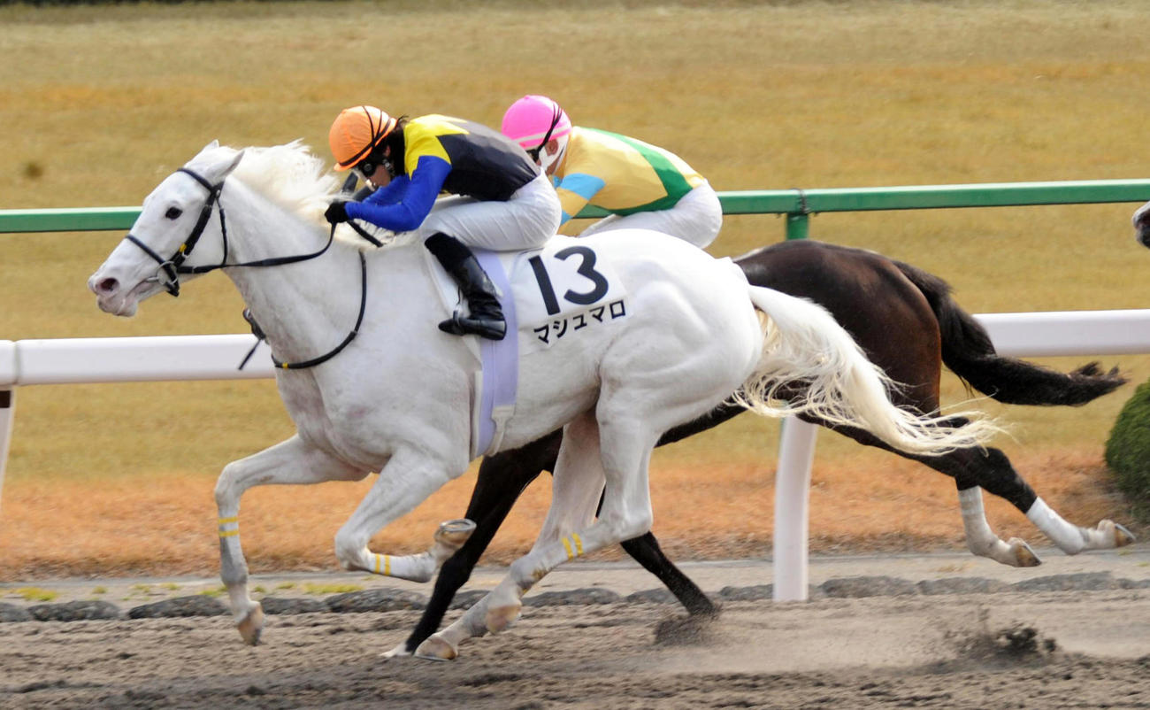 マシュマロ（2012年1月22日撮影）