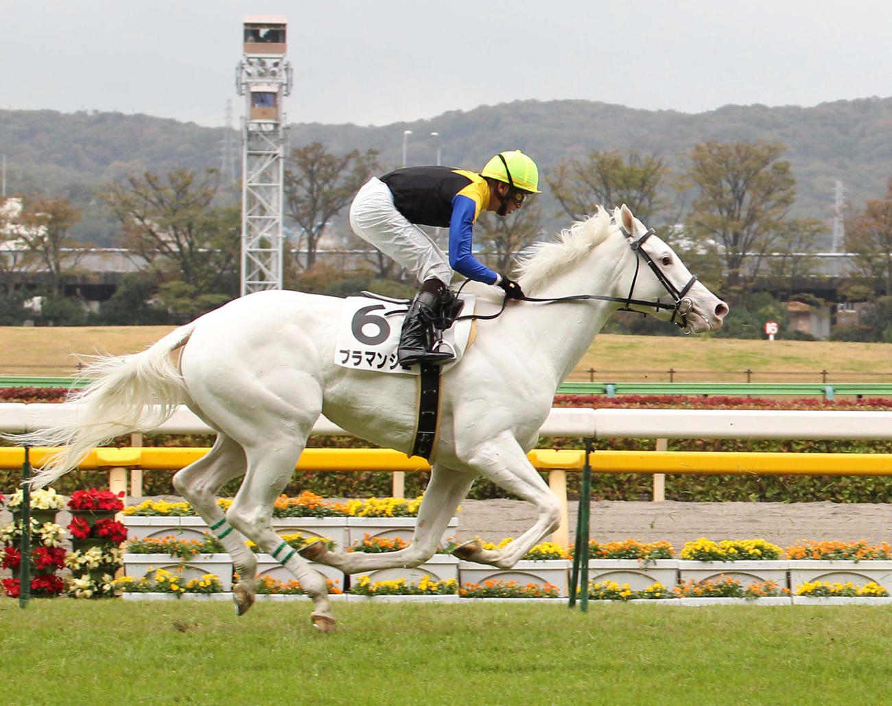 ブラマンジェ（2012年11月17日撮影）