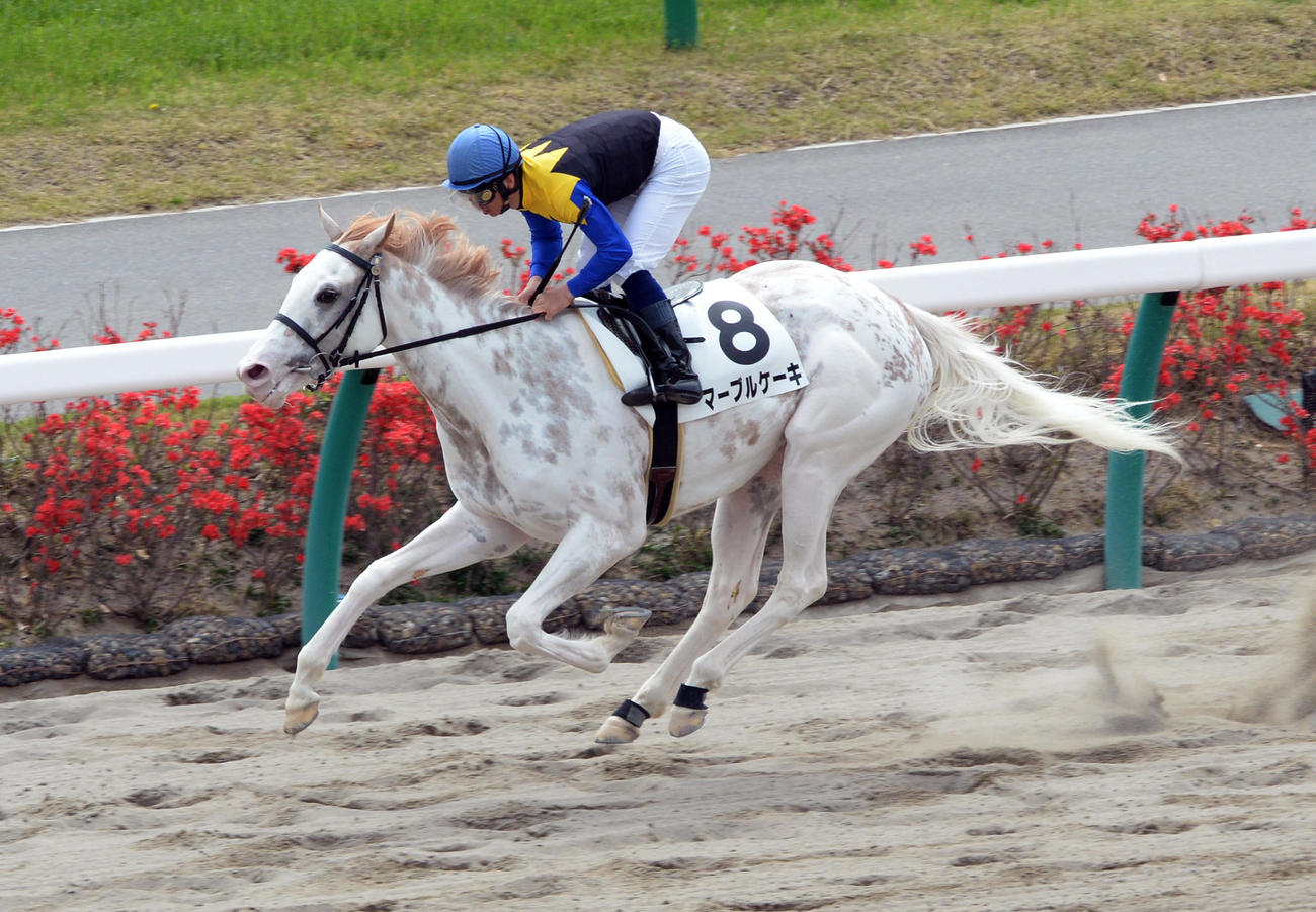 マーブルケーキ（2014年4月20日撮影）