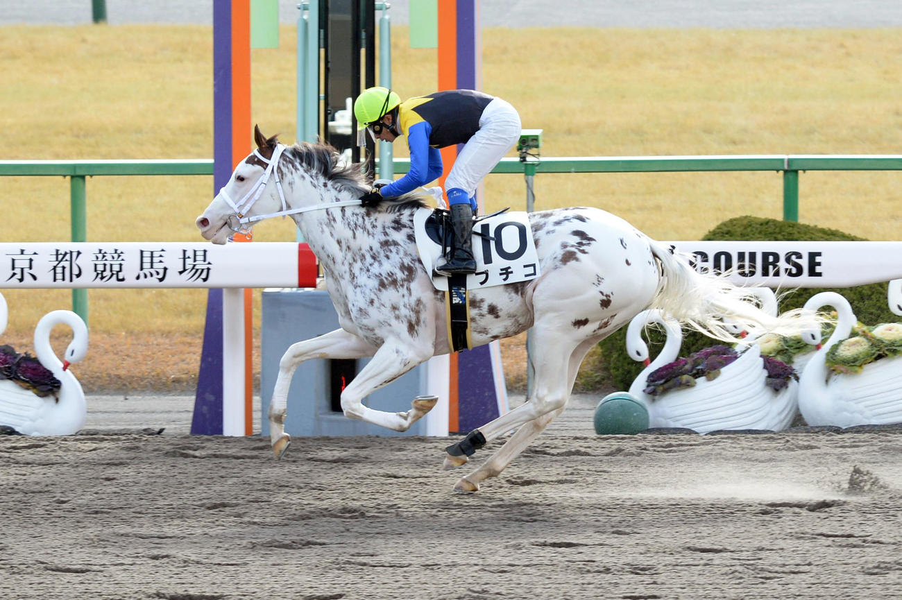 ブチコ（2015年1月10日撮影）