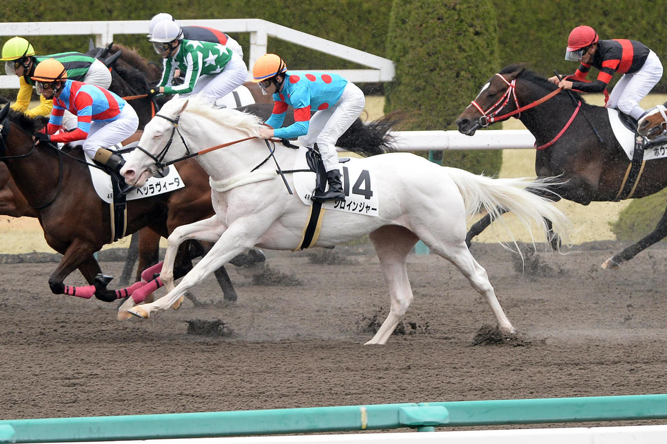 シロインジャー（2016年3月19日撮影）