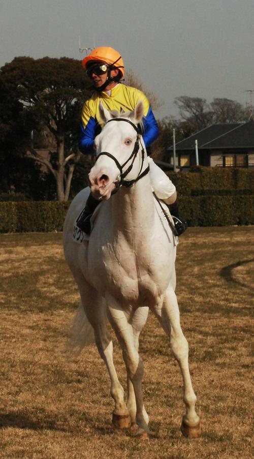 シロクン(2006年1月5日撮影)
