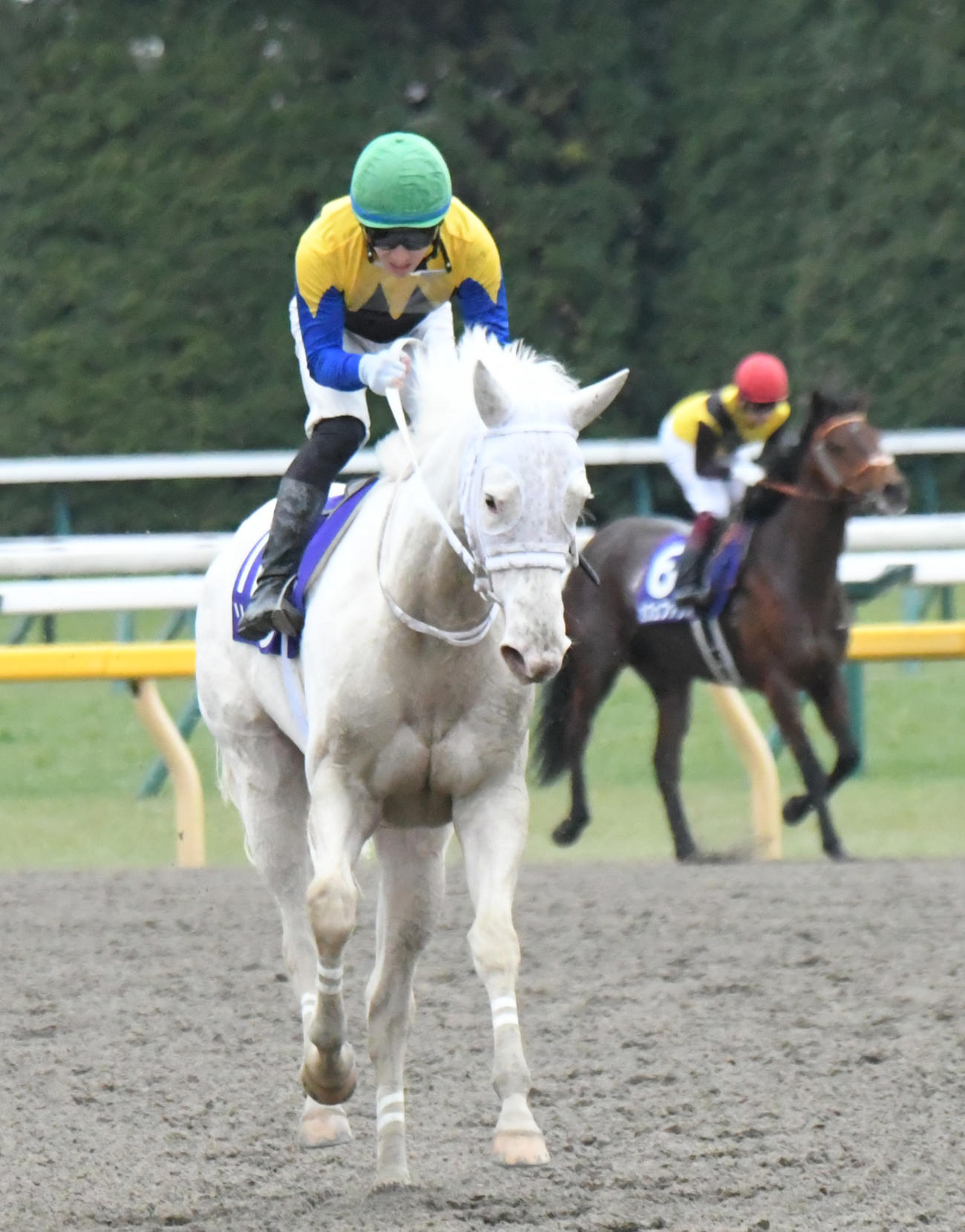 フェブラリーS3着に敗れたソダシ。右奥は優勝したカフェファラオ（撮影・酒井清司）