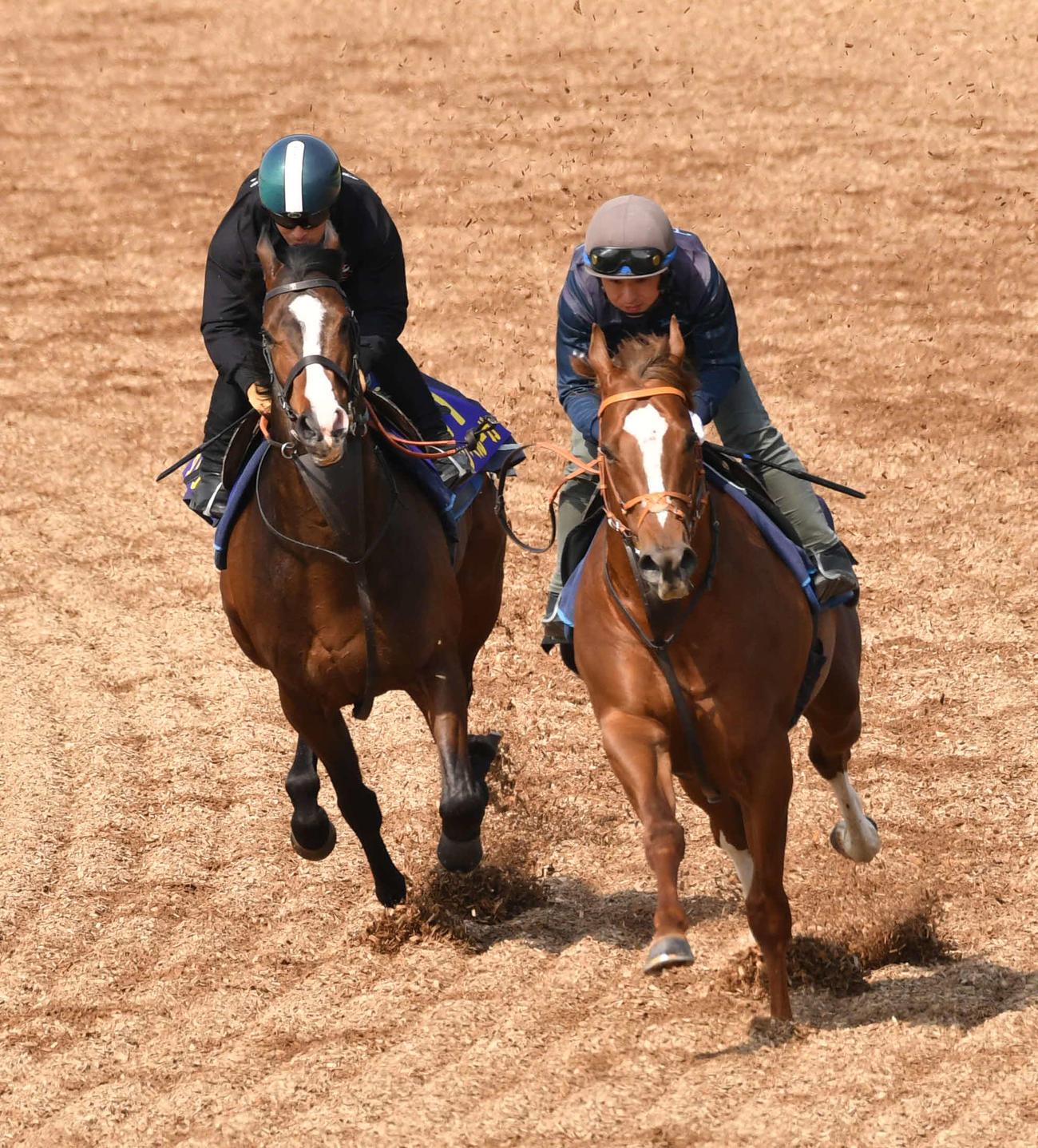 7日、川田騎手を背に1週前追いを行ったダノンベルーガ（左）