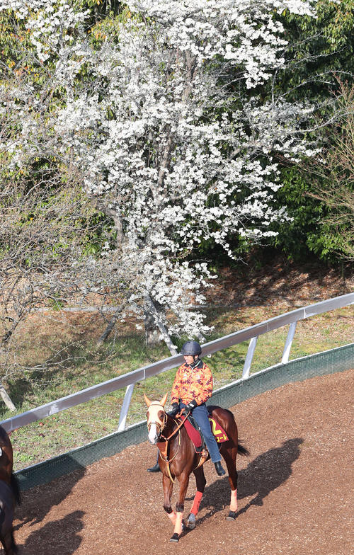 桜花賞 18番ナミュール大外枠を歓迎 高野師 最後入れのこの枠はいい ３歳馬特集 日刊スポーツ