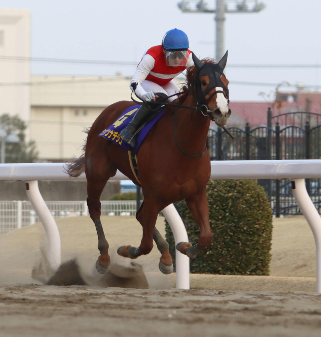 3月のエンプレス杯を完勝したショウナンナデシコ。今年の活躍が期待される